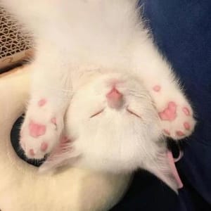 Avatar người dùng Nguyễn Linh